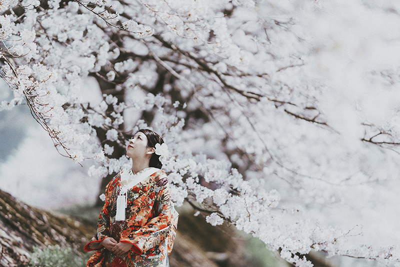 くくるくう 春の桜の結婚式前撮り フォトウェディング