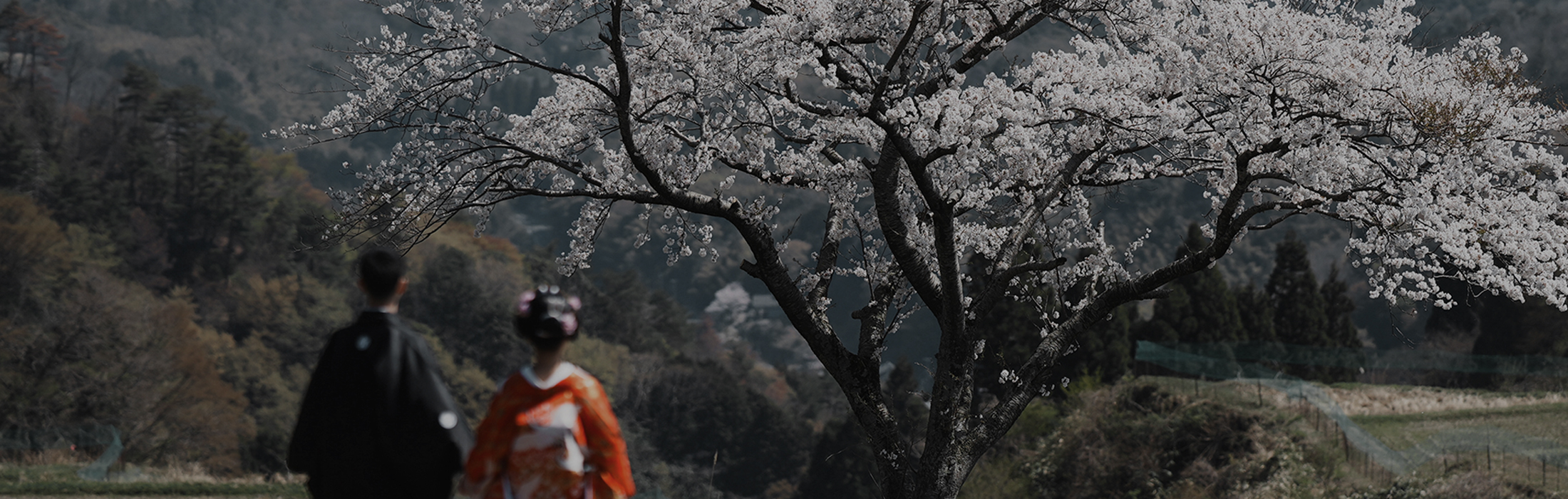 一本桜（宮津市）での桜 フォトウェディング フォト婚 前撮り 白無垢 色打掛 和装