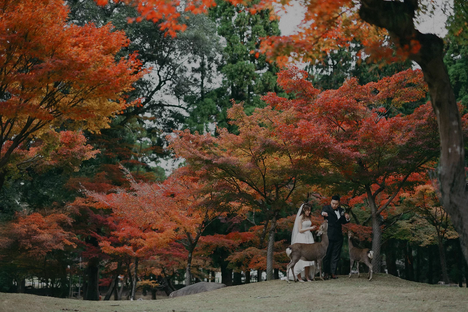 【2026秋・紅葉シーズン】フォトウェディング・結婚式前撮り！人気シーズンにつきご予約はお早めに！